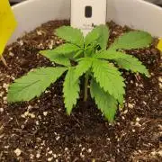 Gorilla Z Auto - Fast Buds 2x