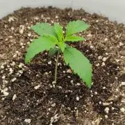 Gorilla Z Auto - Fast Buds 2x