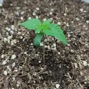 Gorilla Z Auto - Fast Buds 2x