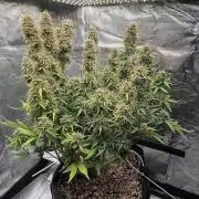 Northern Lights Auto