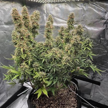 Northern Lights Auto