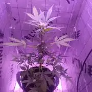 1st pineapple auto