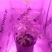 1st pineapple auto