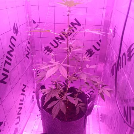 1st pineapple auto