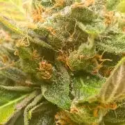 1st pineapple auto