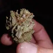1st pineapple auto