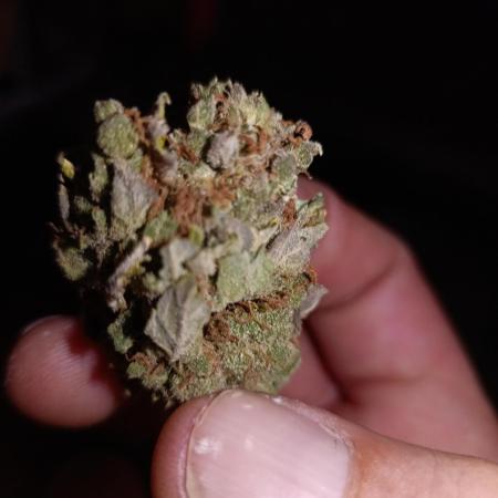 1st pineapple auto