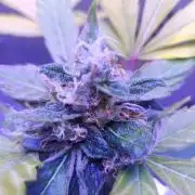 1st pineapple auto