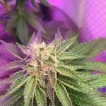 Orange Bud 2.0