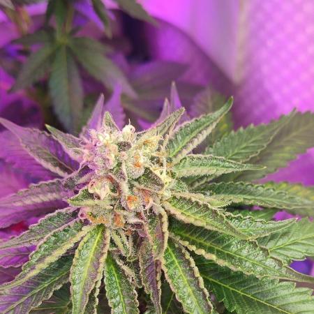 Orange Bud 2.0