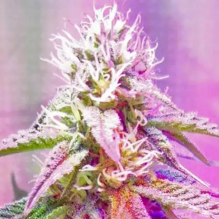 Forbidden Fruit Cake 3rd Generation