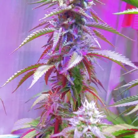 Forbidden Fruit Cake 3rd Generation