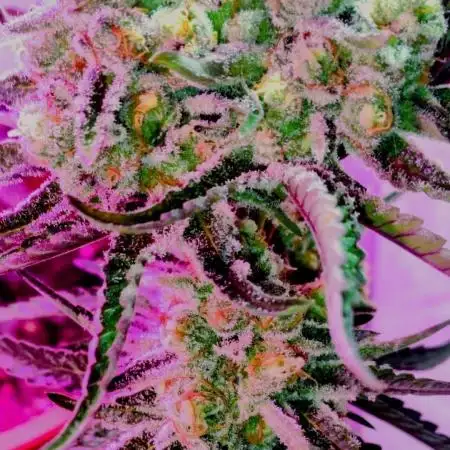 Orange Bud 3.0