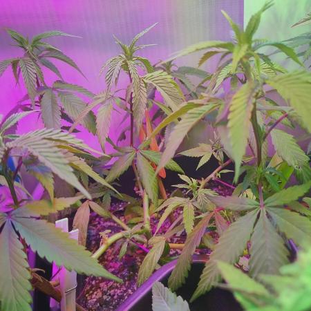 Forbidden Fruit Cake 3rd Generation