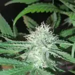 Ice Cream Haze