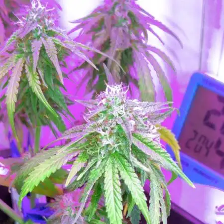 Ice Cream Haze