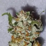 Orange Bud 2.0