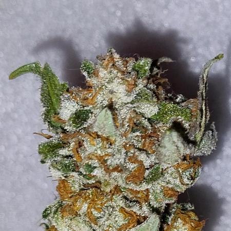 Orange Bud 2.0