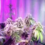 Ice Cream Haze