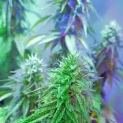 Forbidden Fruit Cake 3rd Generation