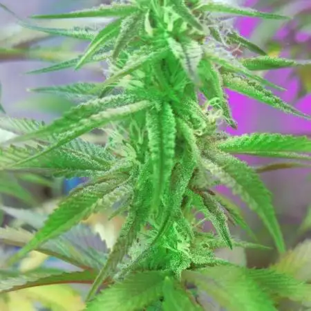 Forbidden Fruit Cake 3rd Generation
