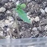 Auto Pablo Escobar