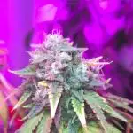 Ice Cream Haze