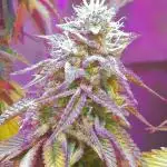 Forbidden Fruit Cake 3rd Generation