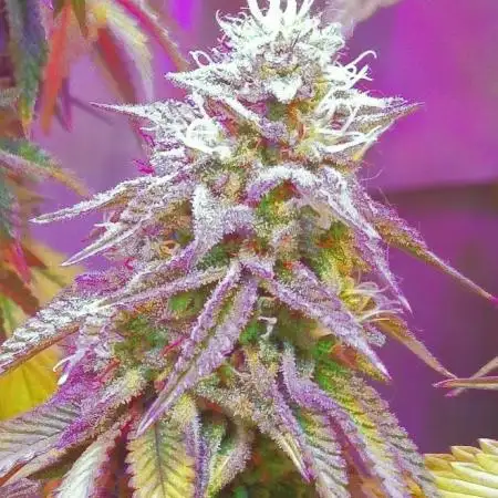 Forbidden Fruit Cake 3rd Generation