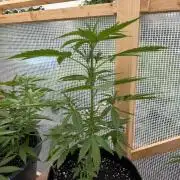 Autoflower Outdoor 2026