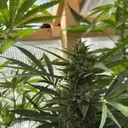 Autoflower Outdoor 2026