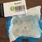 Skunk #11 Dutch Passion 2026