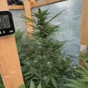Autoflower Outdoor 2026
