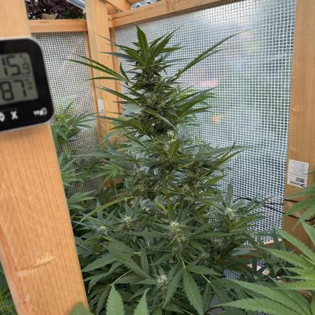Autoflower Outdoor 2026