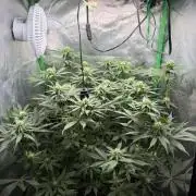 Skunk #11 Dutch Passion 2026