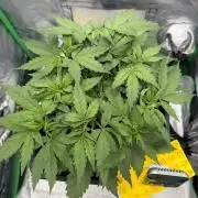 Skunk #11 Dutch Passion 2026