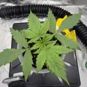 Skunk #11 Dutch Passion 2026