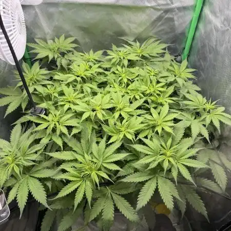 Skunk #11 Dutch Passion 2026