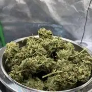 Autoflower Outdoor 2026