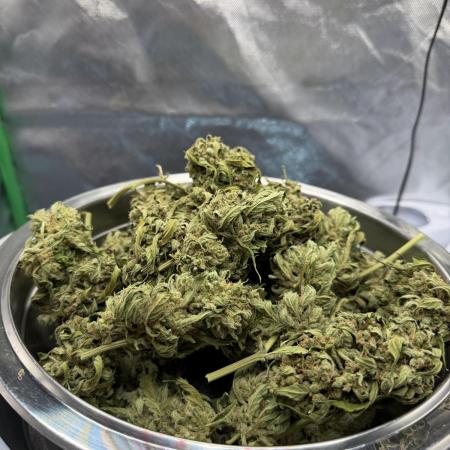 Autoflower Outdoor 2026