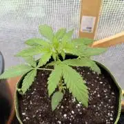 Autoflower Outdoor 2026