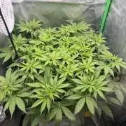 Skunk #11 Dutch Passion 2026
