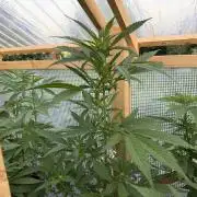 Autoflower Outdoor 2026