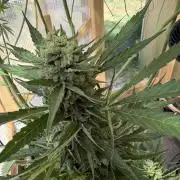 Autoflower Outdoor 2026