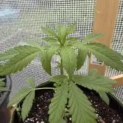 Autoflower Outdoor 2026