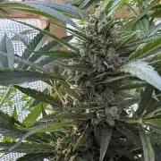 Autoflower Outdoor 2026