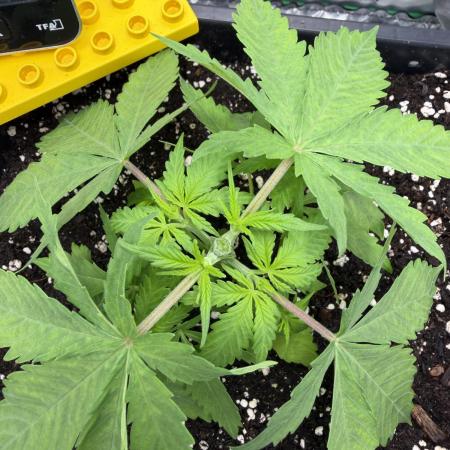 Skunk #11 Dutch Passion 2026