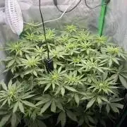 Skunk #11 Dutch Passion 2026