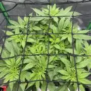 Skunk #11 Dutch Passion 2026