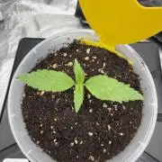 Skunk #11 Dutch Passion 2026